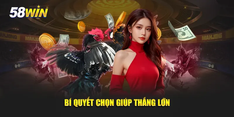 Bí quyết chọn gà chọi giúp thắng lớn