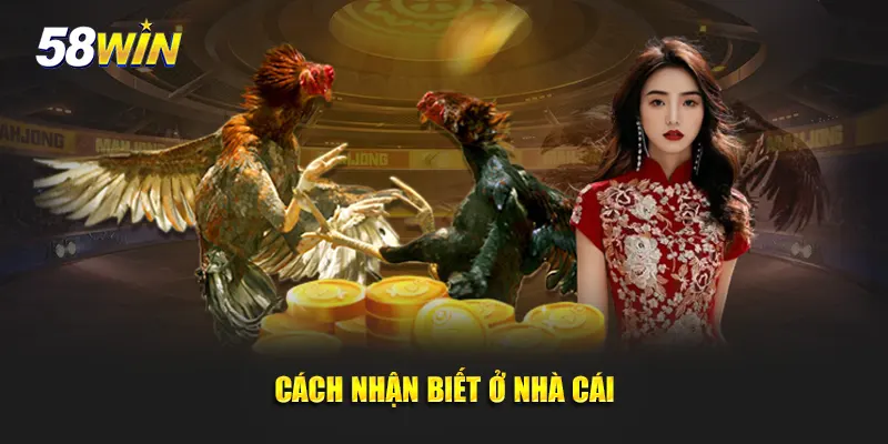Cách nhận biết xem tướng gà chọi