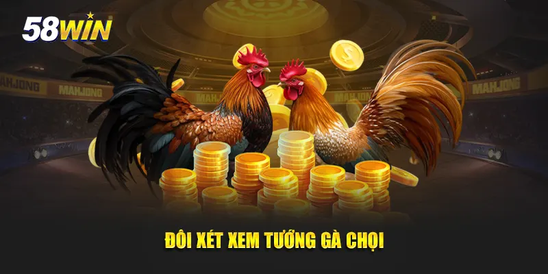 Đôi xét xem tướng gà chọi