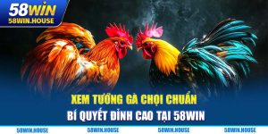 Xem Tướng Gà Chọi Chuẩn - Bí Quyết Đỉnh Cao Tại 58WIN