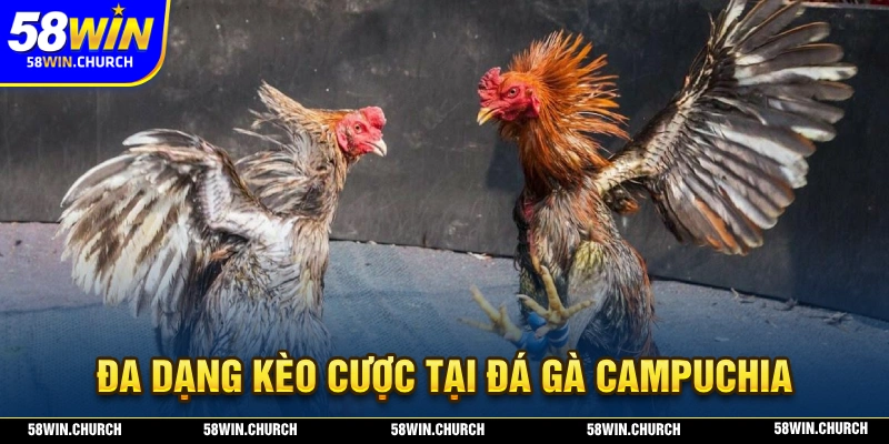 Đá gà campuchia sở hữu đa dạng kèo cược campuchia hấp dẫn