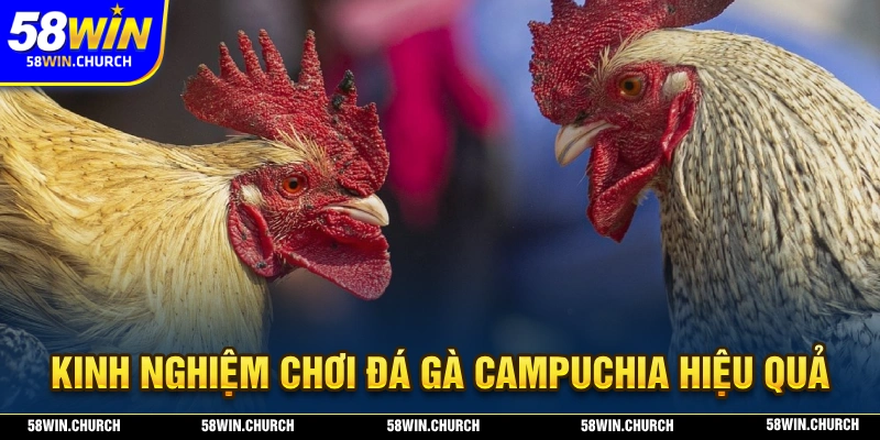 Chia sẻ kinh nghiệm chơi đá gà campuchia đầy hiệu quả