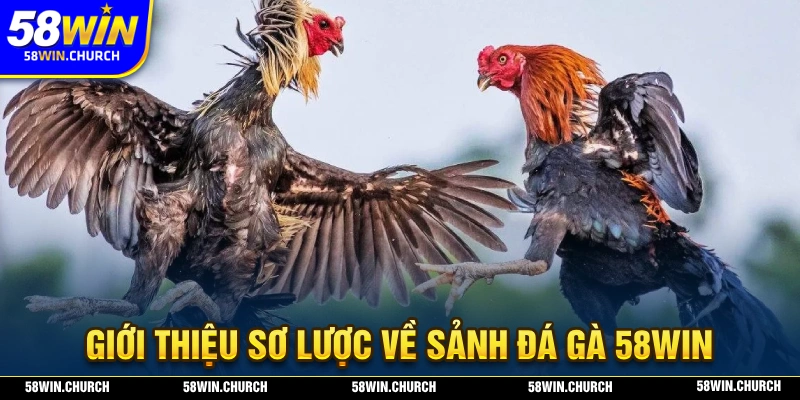 Giới thiệu sơ lược về hình thức đá gà 58WIN