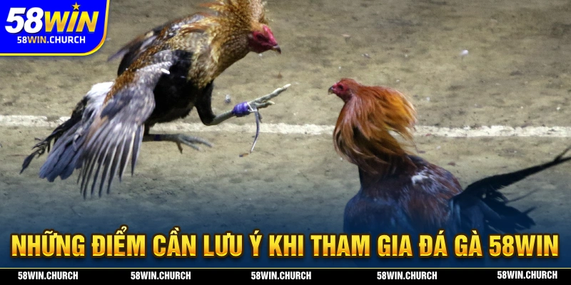 Kinh nghiệm chơi đá gà 58WIN kiếm thêm lợi nhuận dễ dàng