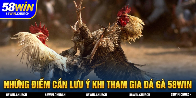 Cần lưu ý những điểm gì khi tham gia đá gà 58WIN